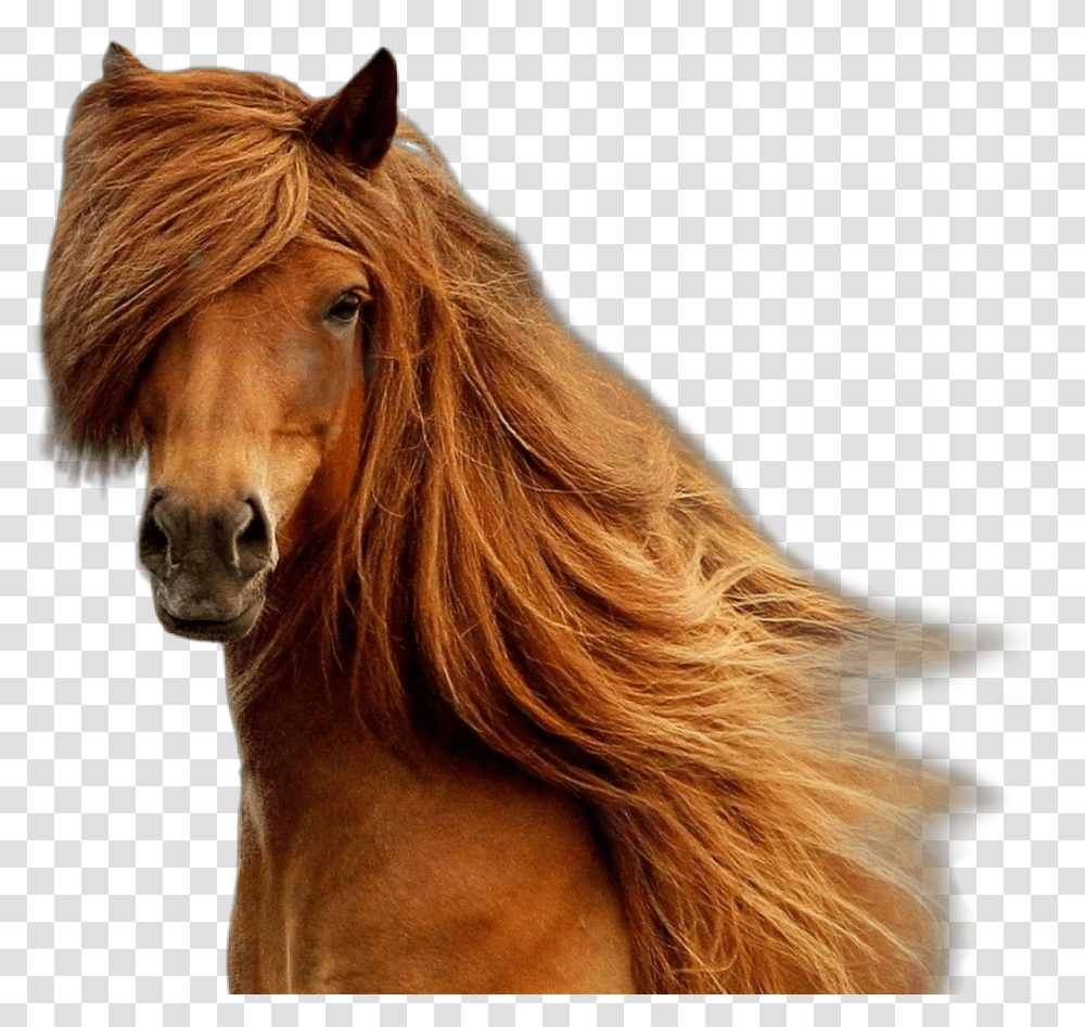 Horse Brown Brownhorse Beatiful Horseface Brown Horse Long Hair, Mammal, Animal, Colt Horse, Stallion Transparent Png