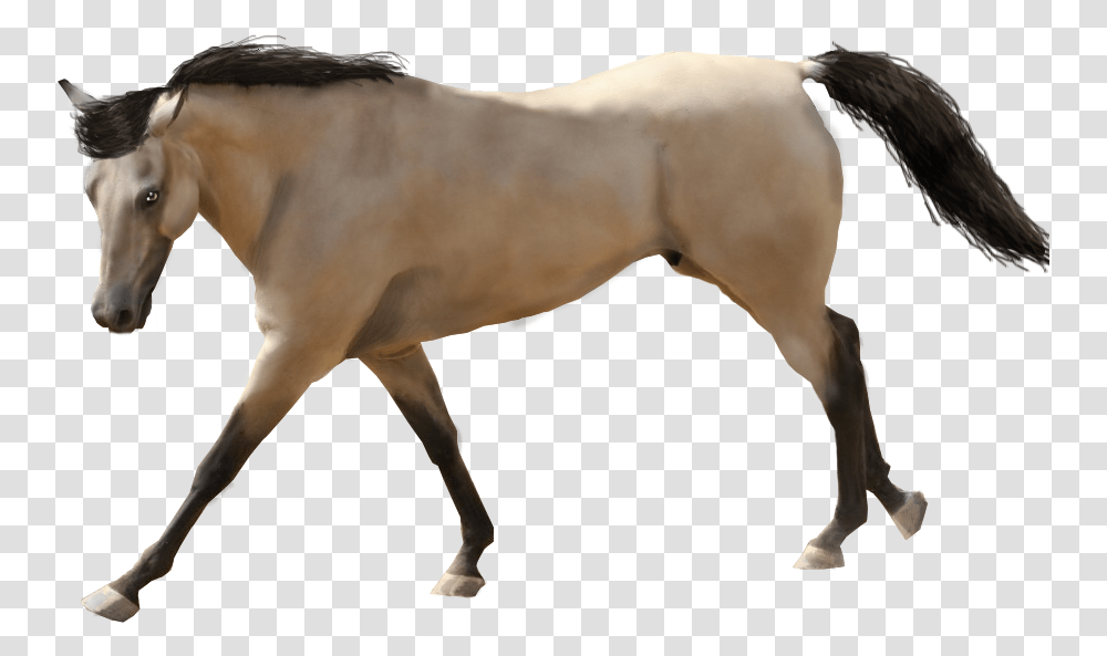 Horse Buckskin Buckskin Horse With White Background, Mammal, Animal, Stallion, Colt Horse Transparent Png