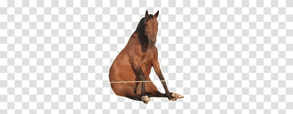 Horse Caballo Funny Freetoedit Sticker Sorrel, Mammal, Animal, Colt Horse, Stallion Transparent Png