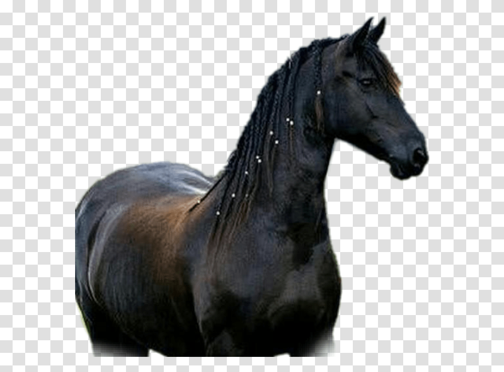 Horse Cavalos Cavalo Mustang Horse, Andalusian Horse, Mammal, Animal, Stallion Transparent Png