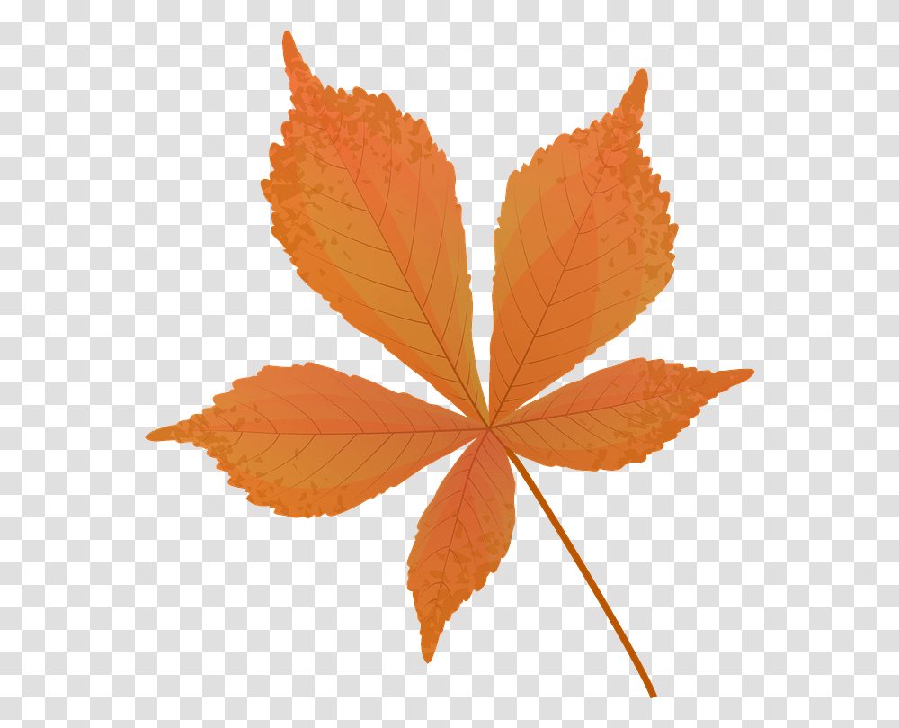 Horse Chestnut Late Autumn Leaf Clipart Free Download Autumn Horse Chestnut Leaf, Plant, Maple Leaf, Veins, Tree Transparent Png