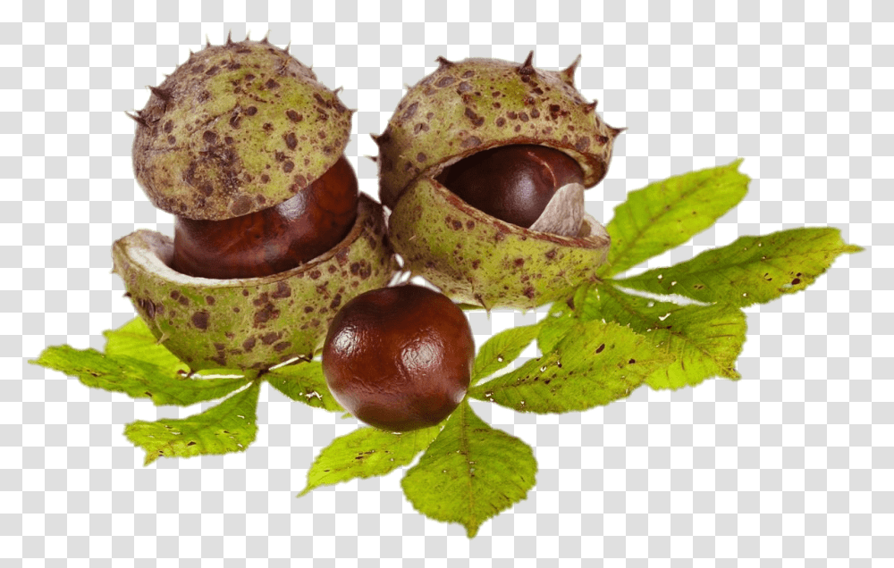 Horse Chestnuts And Leaves Horse Chestnuts Clipart, Plant, Produce, Food, Vegetable Transparent Png