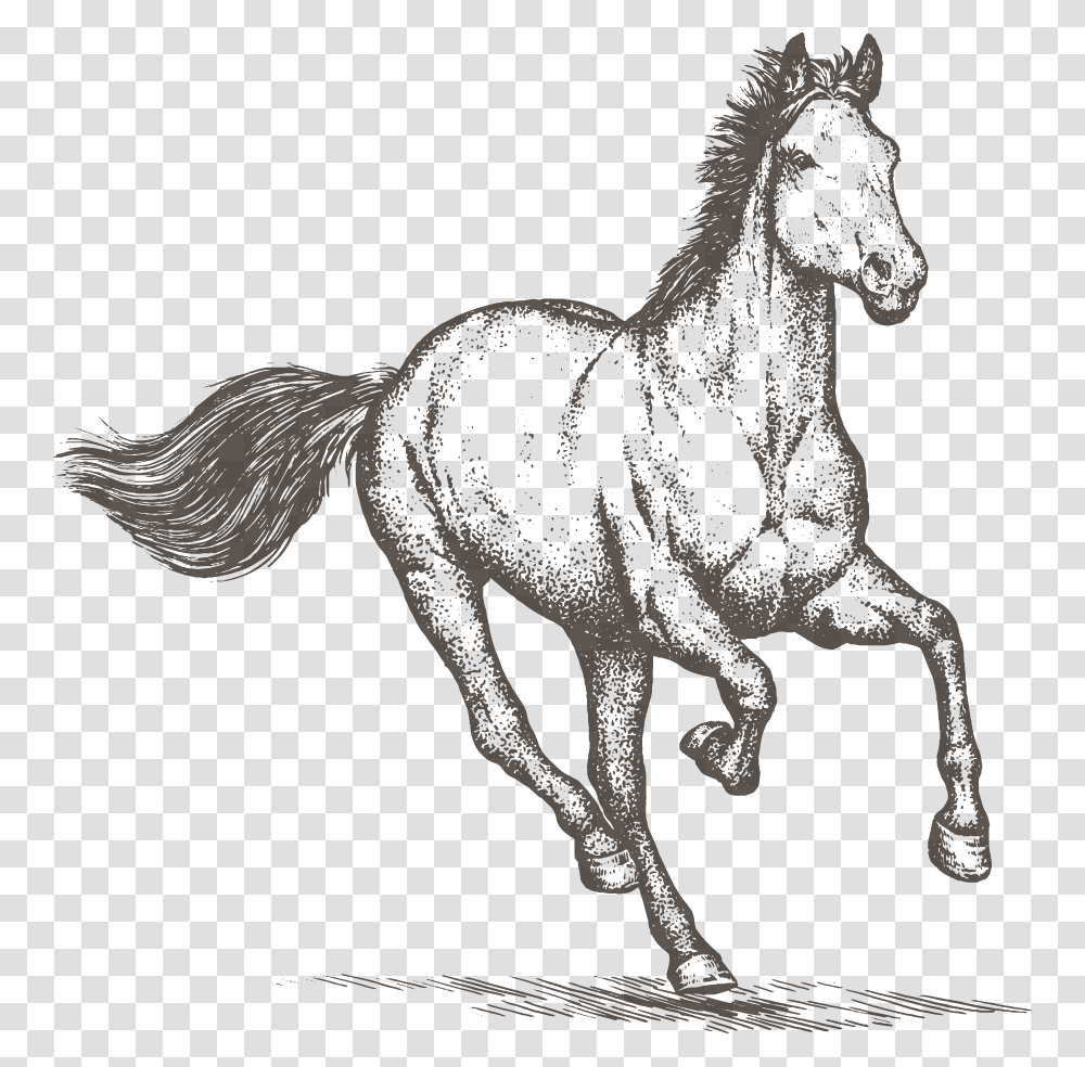 Horse Clipart Horse Sketch, Mammal, Animal, Colt Horse, Foal Transparent Png