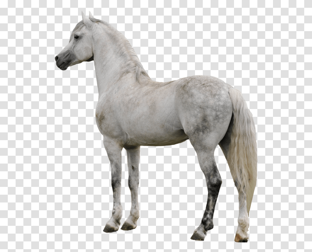 Horse Clipart White Horse, Mammal, Animal, Stallion, Andalusian Horse Transparent Png