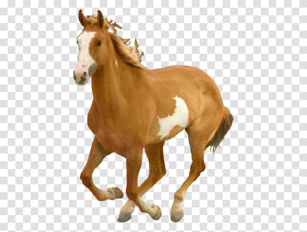 Horse, Colt Horse, Mammal, Animal, Stallion Transparent Png