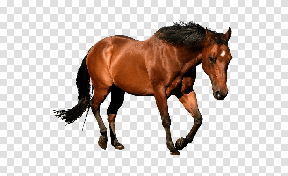 Horse Cutout Isolation Bay Animal Equestrian Horses, Mammal, Colt Horse, Stallion, Foal Transparent Png