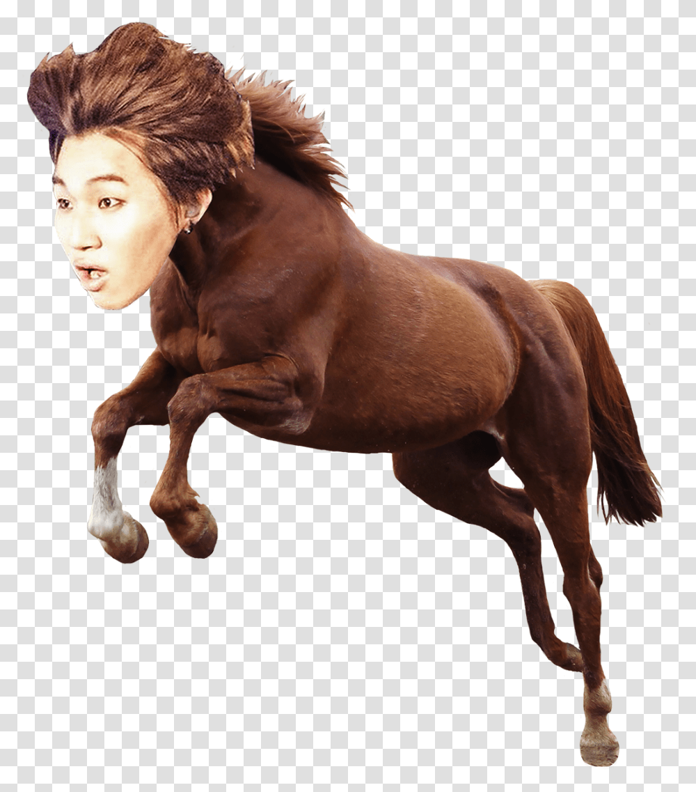 Horse Dae, Mammal, Animal, Stallion, Colt Horse Transparent Png