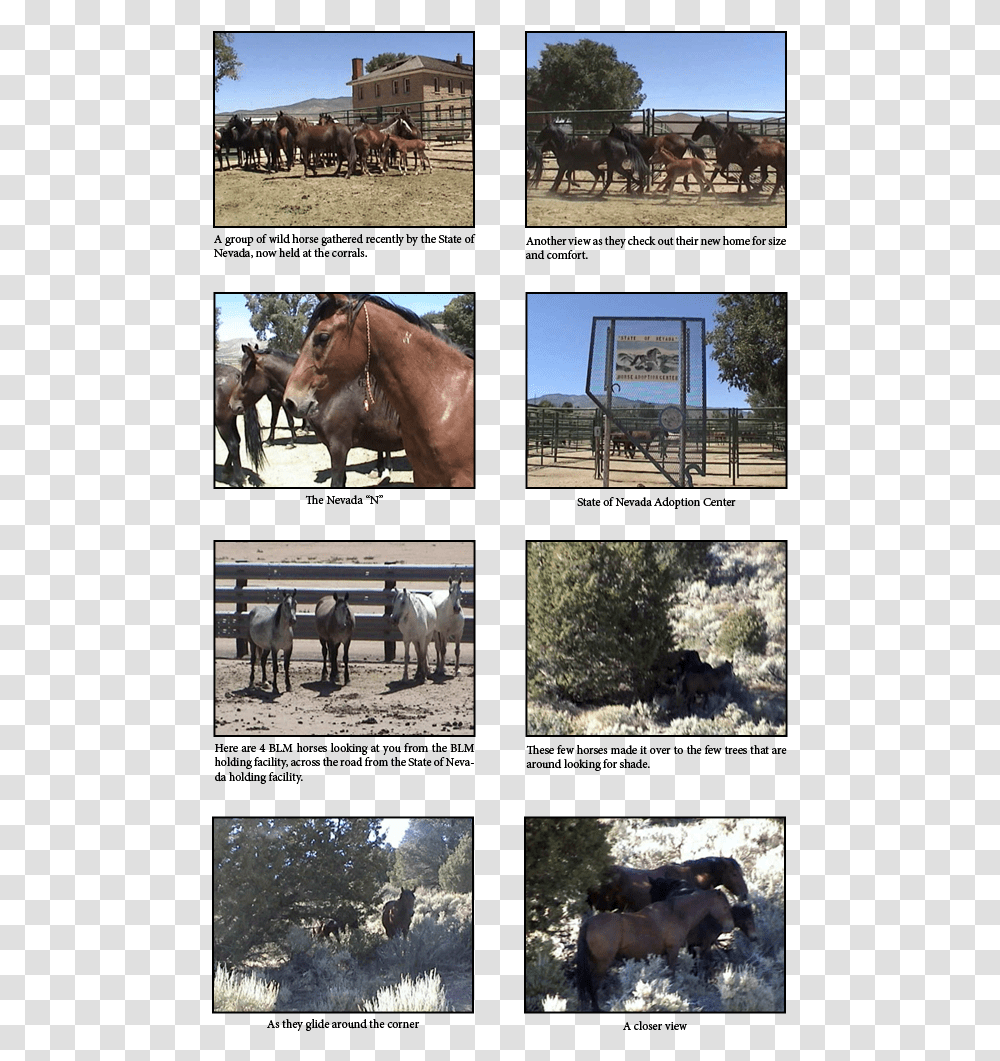 Horse Download Sorrel, Collage, Poster, Advertisement, Mammal Transparent Png