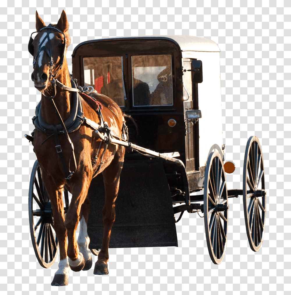 Horse Drawn Carriage Modern, Mammal, Animal, Vehicle, Transportation Transparent Png