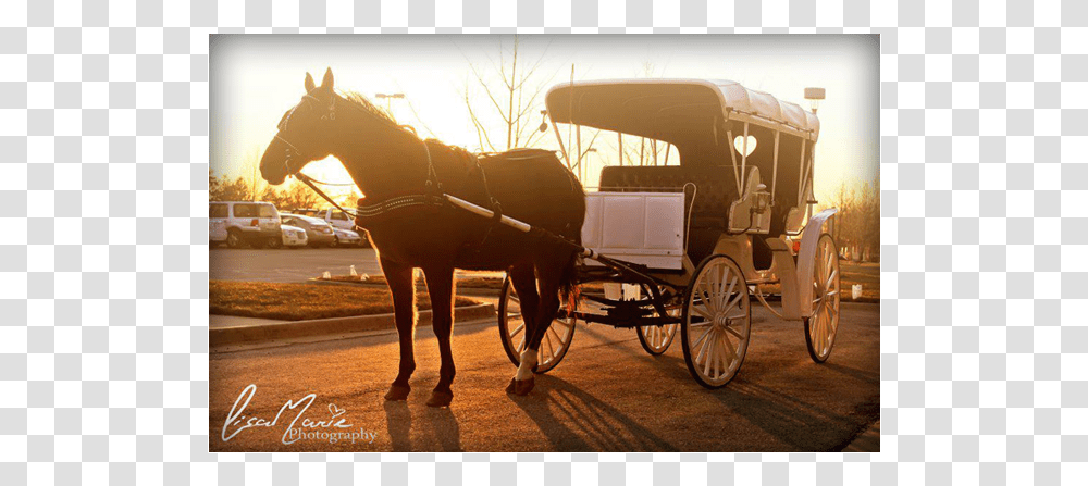 Horse Drawn Carriages Horse And Buggy, Mammal, Animal, Vehicle, Transportation Transparent Png