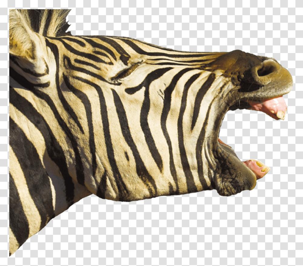 Horse Foal Hippopotamus Zebra Yawn Teeth Horse Mouth Open Wide Transparent Png