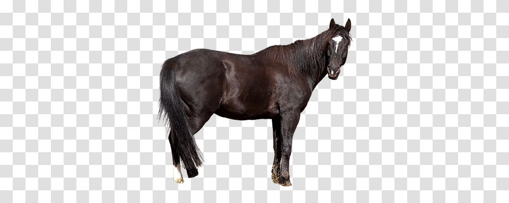 Horse Free Nature, Mammal, Animal, Andalusian Horse Transparent Png