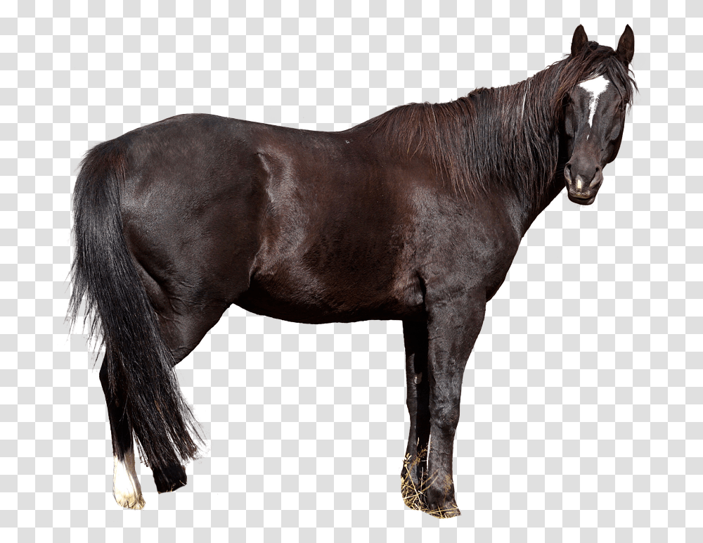 Horse Free Animal Nature Wild Animal Animal World Gratis Dyr, Mammal, Stallion, Colt Horse, Andalusian Horse Transparent Png