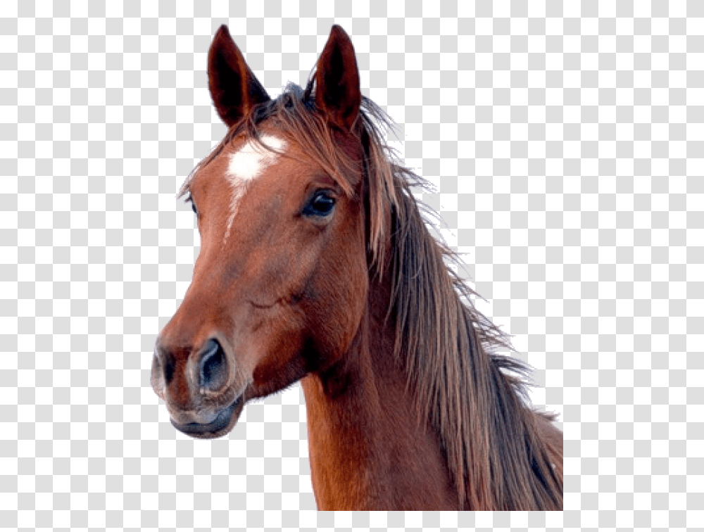 Horse Free Image Download Background Horse, Mammal, Animal, Colt Horse, Stallion Transparent Png