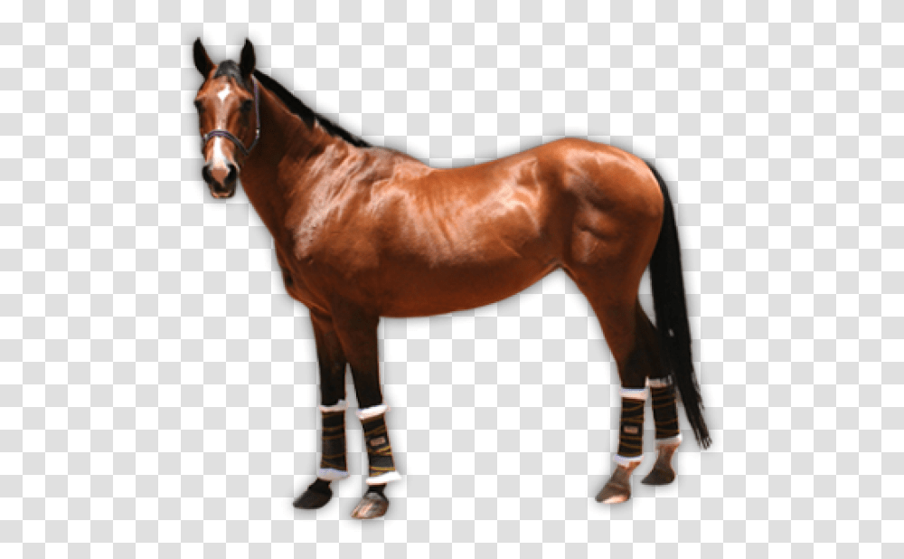 Horse Free Image Download Background Real Horse Clipart, Mammal, Animal, Stallion, Colt Horse Transparent Png