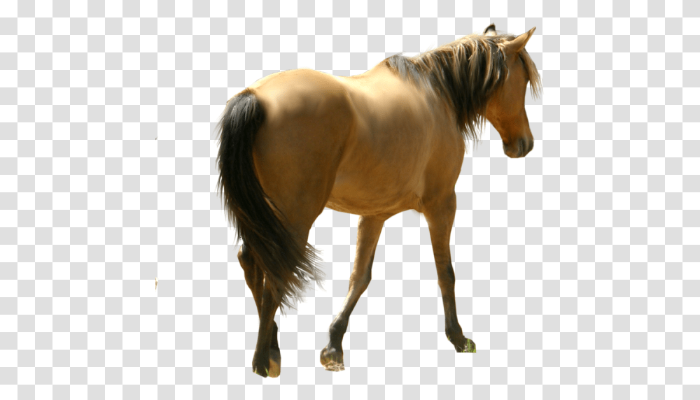 Horse Free Image Download, Mammal, Animal, Colt Horse, Stallion Transparent Png