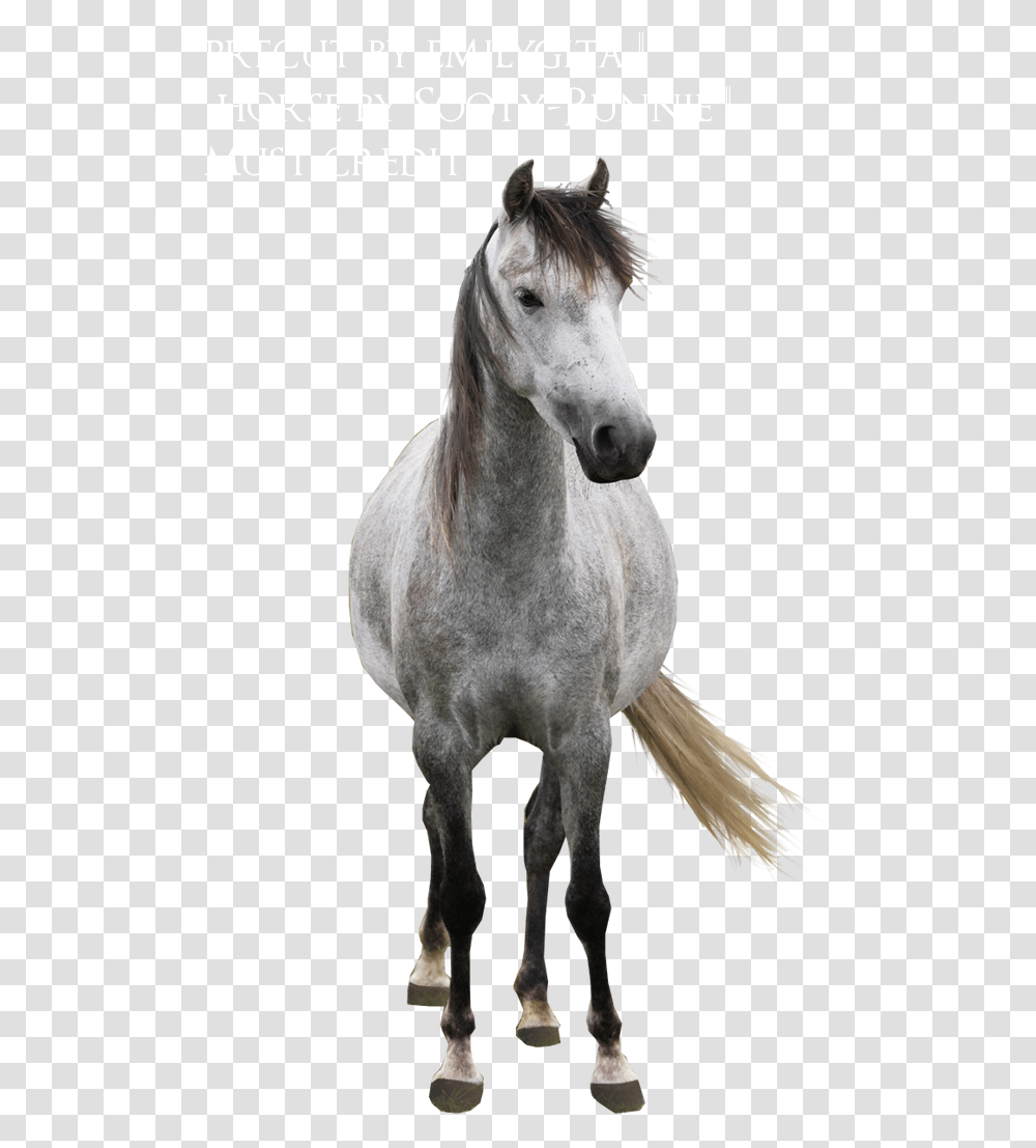Horse Hd, Mammal, Animal, Andalusian Horse, Stallion Transparent Png