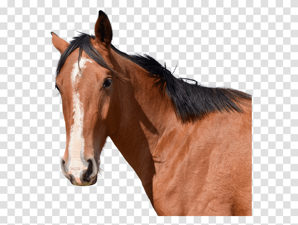 Horse Head Animal Free Free Photo On Pixabay Horse, Mammal, Colt Horse, Stallion Transparent Png