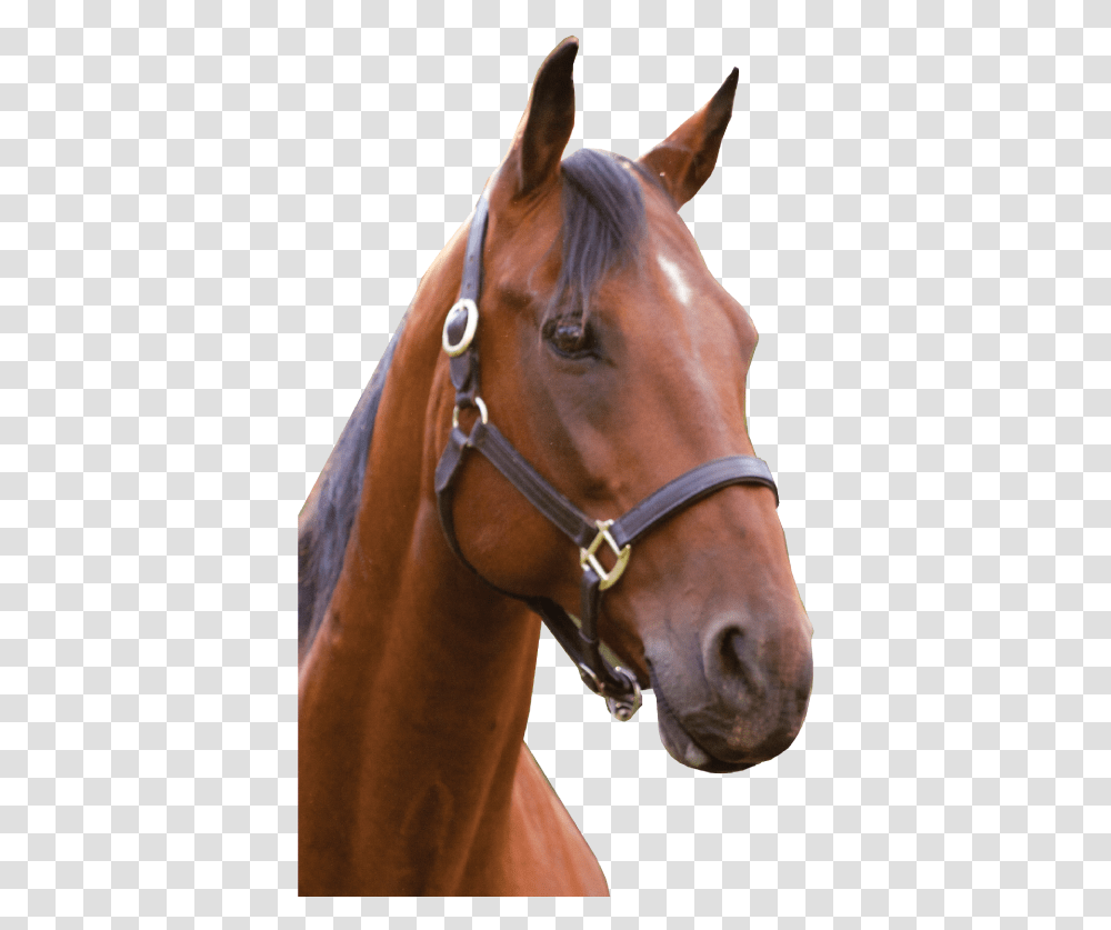 Horse Head Background, Colt Horse, Mammal, Animal, Stallion Transparent Png
