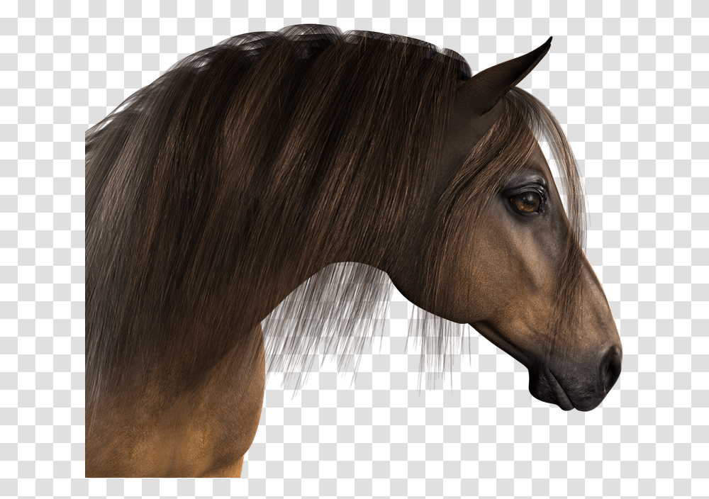 Horse Head Horse Head, Mammal, Animal, Stallion, Colt Horse Transparent Png