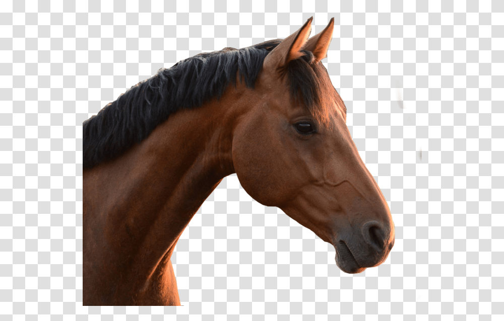 Horse Head, Mammal, Animal, Colt Horse, Stallion Transparent Png