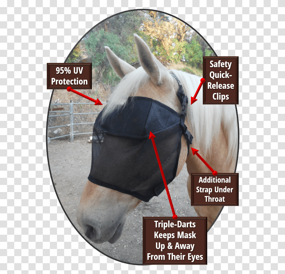 Horse Head Mask, Mammal, Animal, Colt Horse, Stallion Transparent Png