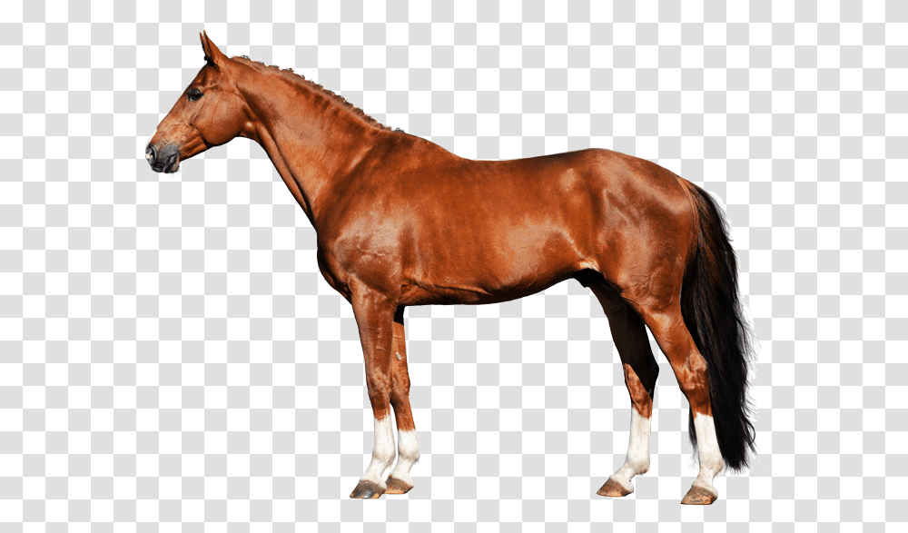 Horse Hoof Indian Horse White Background, Mammal, Animal, Colt Horse, Stallion Transparent Png
