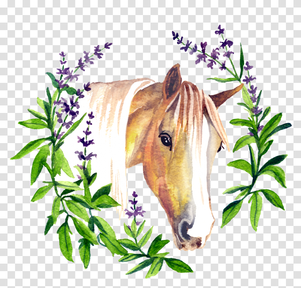 Horse Hoof Sage, Plant, Flower, Mammal, Animal Transparent Png