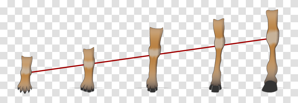 Horse Hooves Over Time Cat, Plot, Person, Human, Hand Transparent Png