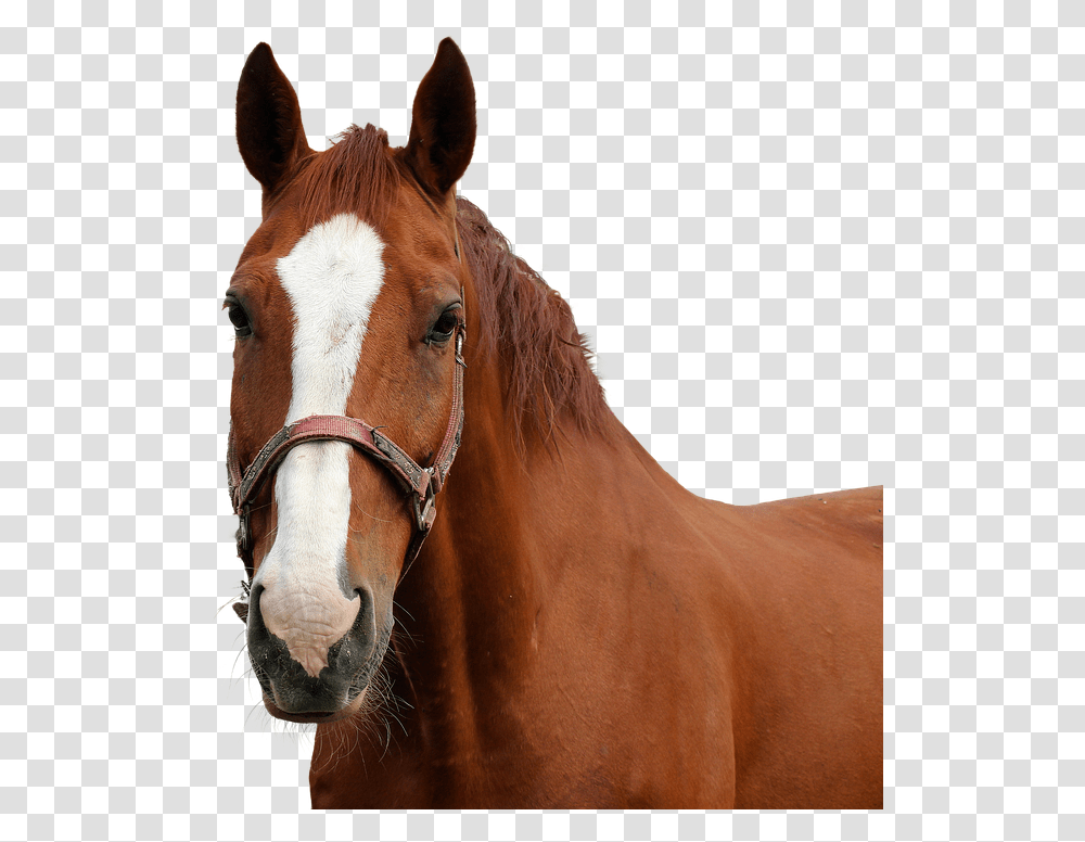 Horse Horse Head Isolated Nature Animal Coupling Horse Head, Mammal, Colt Horse, Stallion, Foal Transparent Png