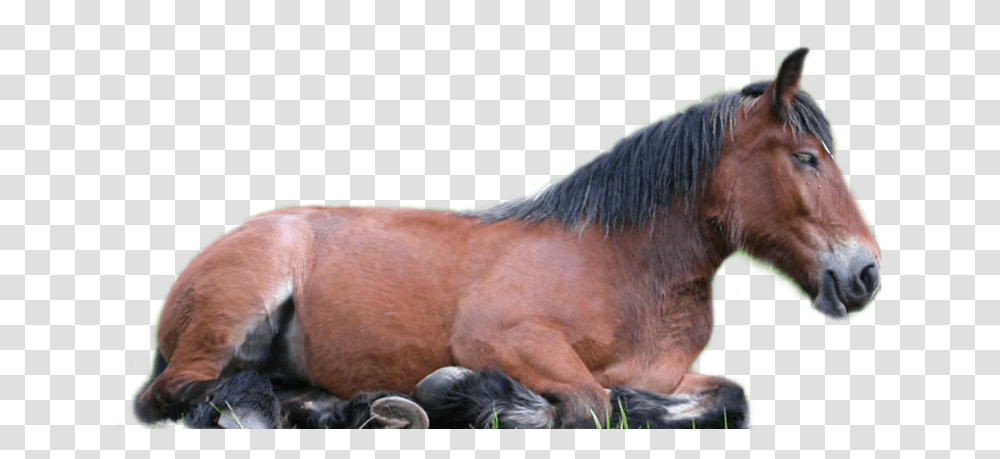 Horse Horse Lying Down Background, Mammal, Animal, Hog, Pig Transparent Png