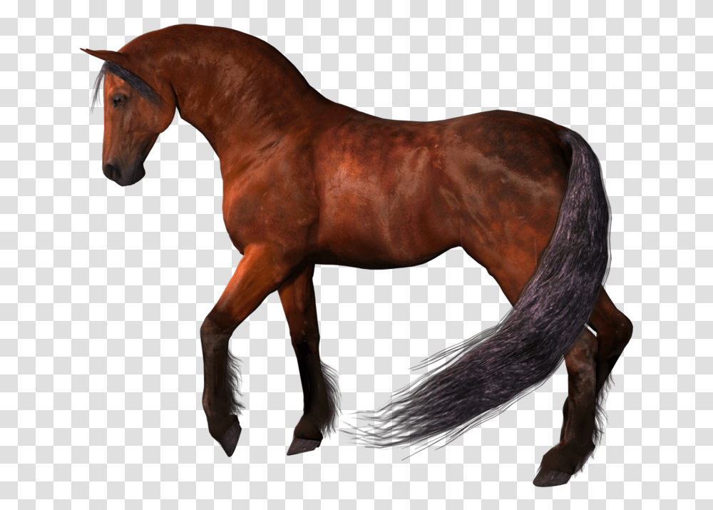 Horse Horse, Mammal, Animal, Stallion, Colt Horse Transparent Png