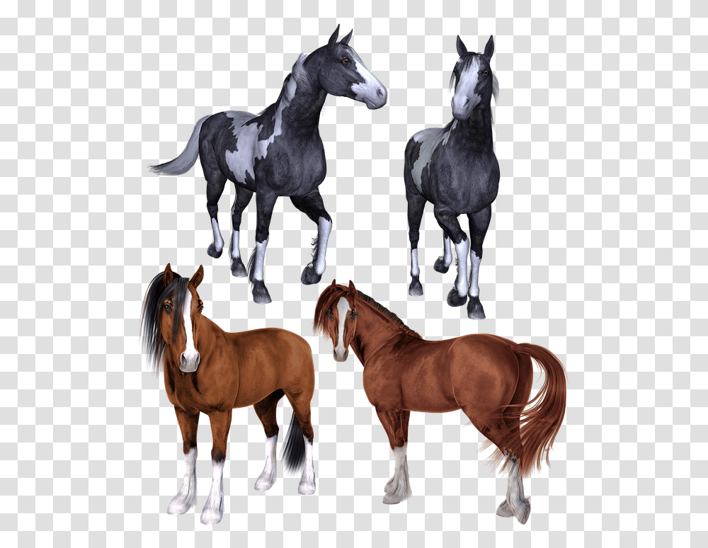 Horse Horses Mustang Pony Ponies Pinto Bay Horse Mustang Pony, Mammal, Animal, Colt Horse, Foal Transparent Png