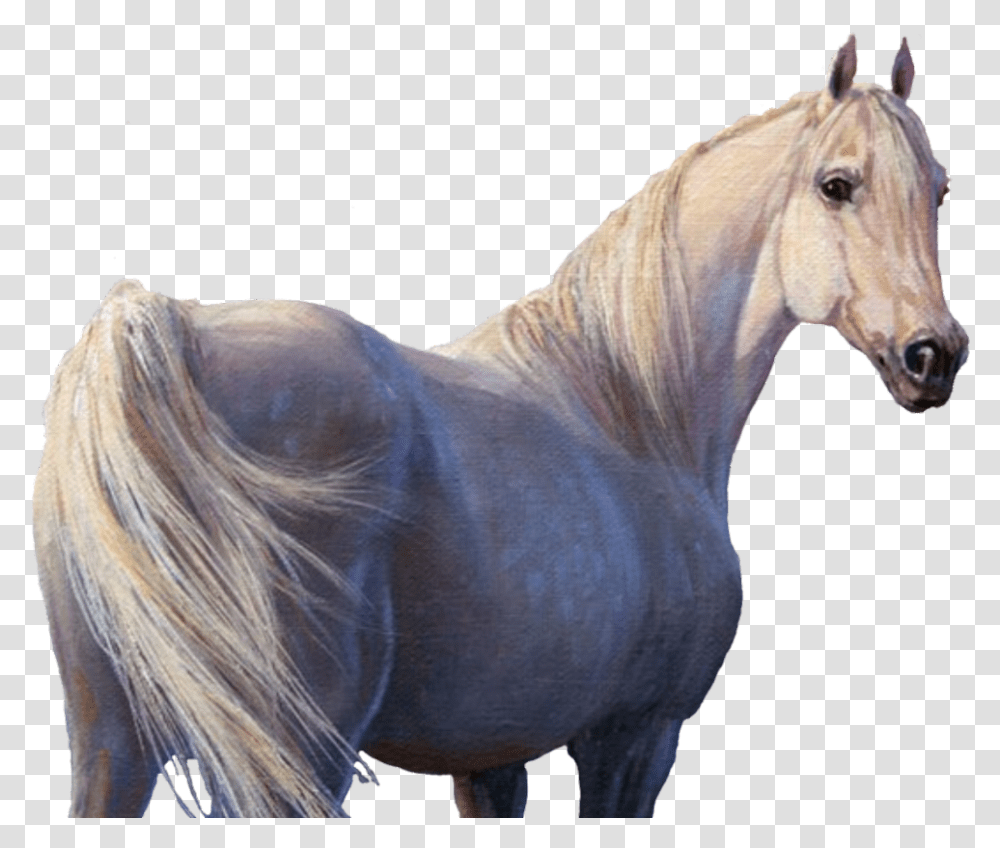 Horse Horses Unicorn Unicorns Whitehorse White Belaya Loshad Foto, Mammal, Animal, Stallion, Colt Horse Transparent Png