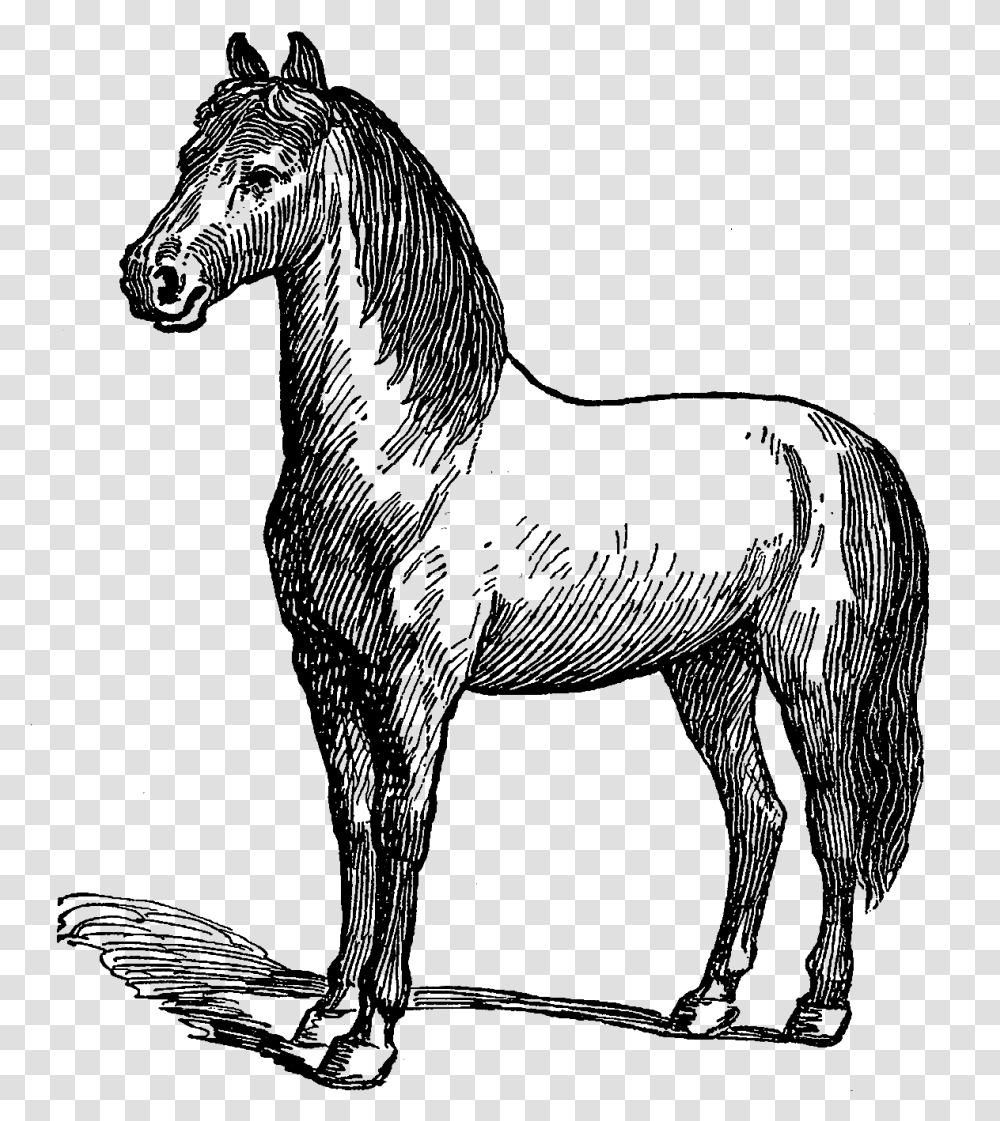 Horse Illustration Download Digital Mustang Horse, Silhouette, Mammal, Animal, Person Transparent Png
