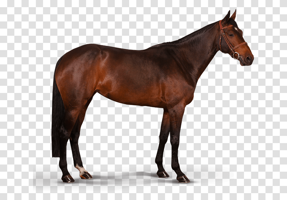 Horse Illustrations Mustang Rappe, Mammal, Animal, Colt Horse, Andalusian Horse Transparent Png