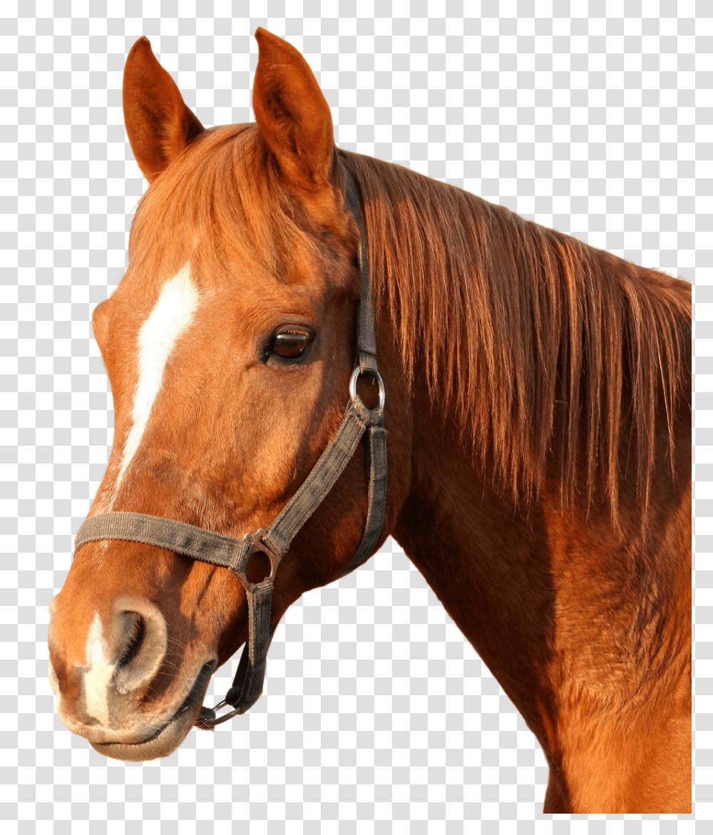 Horse Image, Animals, Mammal, Colt Horse, Stallion Transparent Png