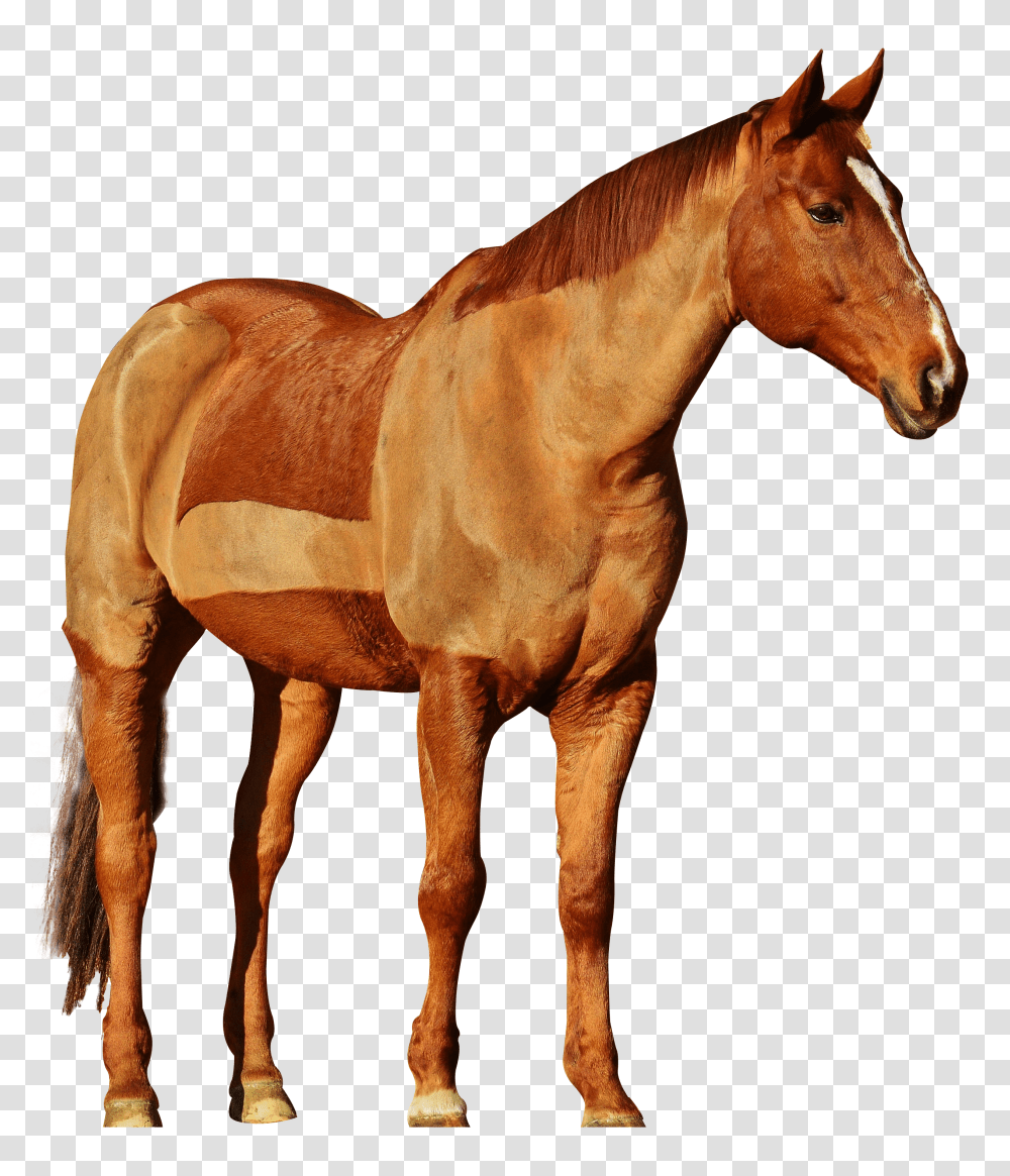 Horse Image, Animals Transparent Png