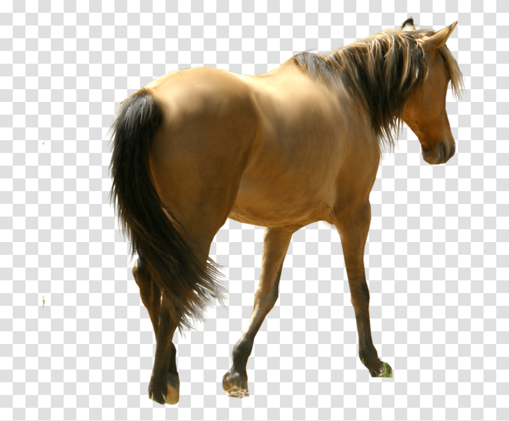Horse Image Back Of Horse, Mammal, Animal, Colt Horse, Stallion Transparent Png