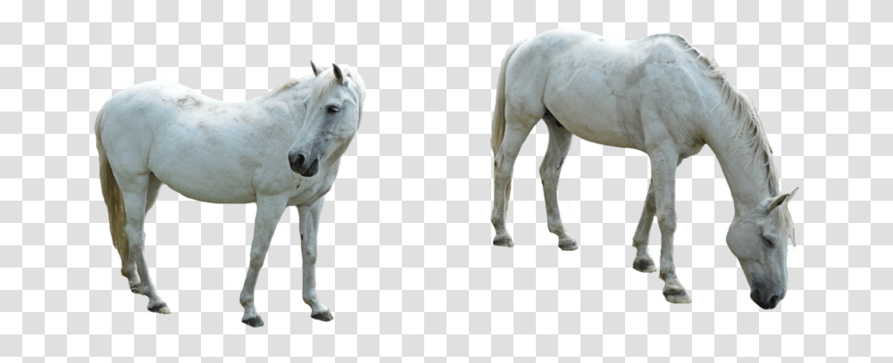Horse Image Background Horse, Mammal, Animal, Colt Horse, Stallion Transparent Png