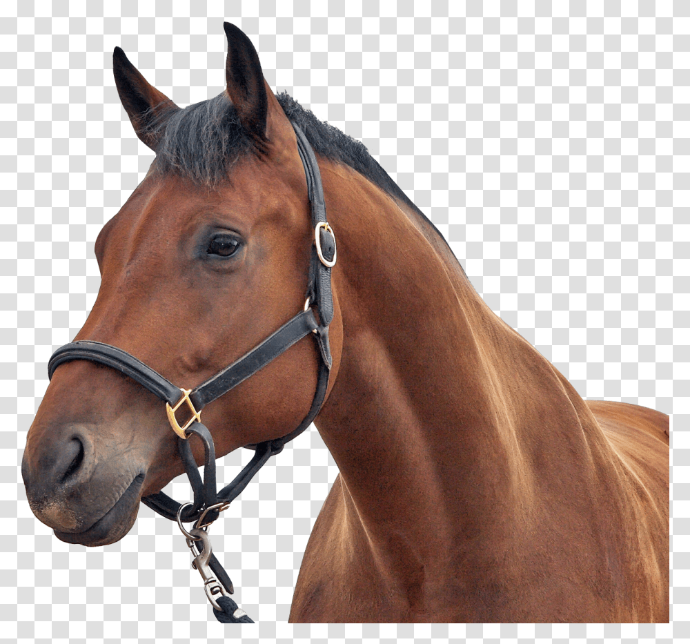 Horse Image Background Horse, Mammal, Animal, Spoke, Machine Transparent Png