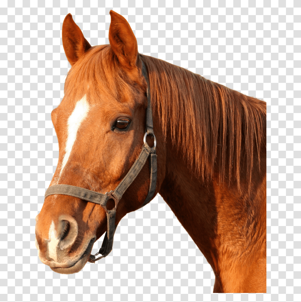 Horse Image Horse Head, Mammal, Animal, Colt Horse, Spoke Transparent Png