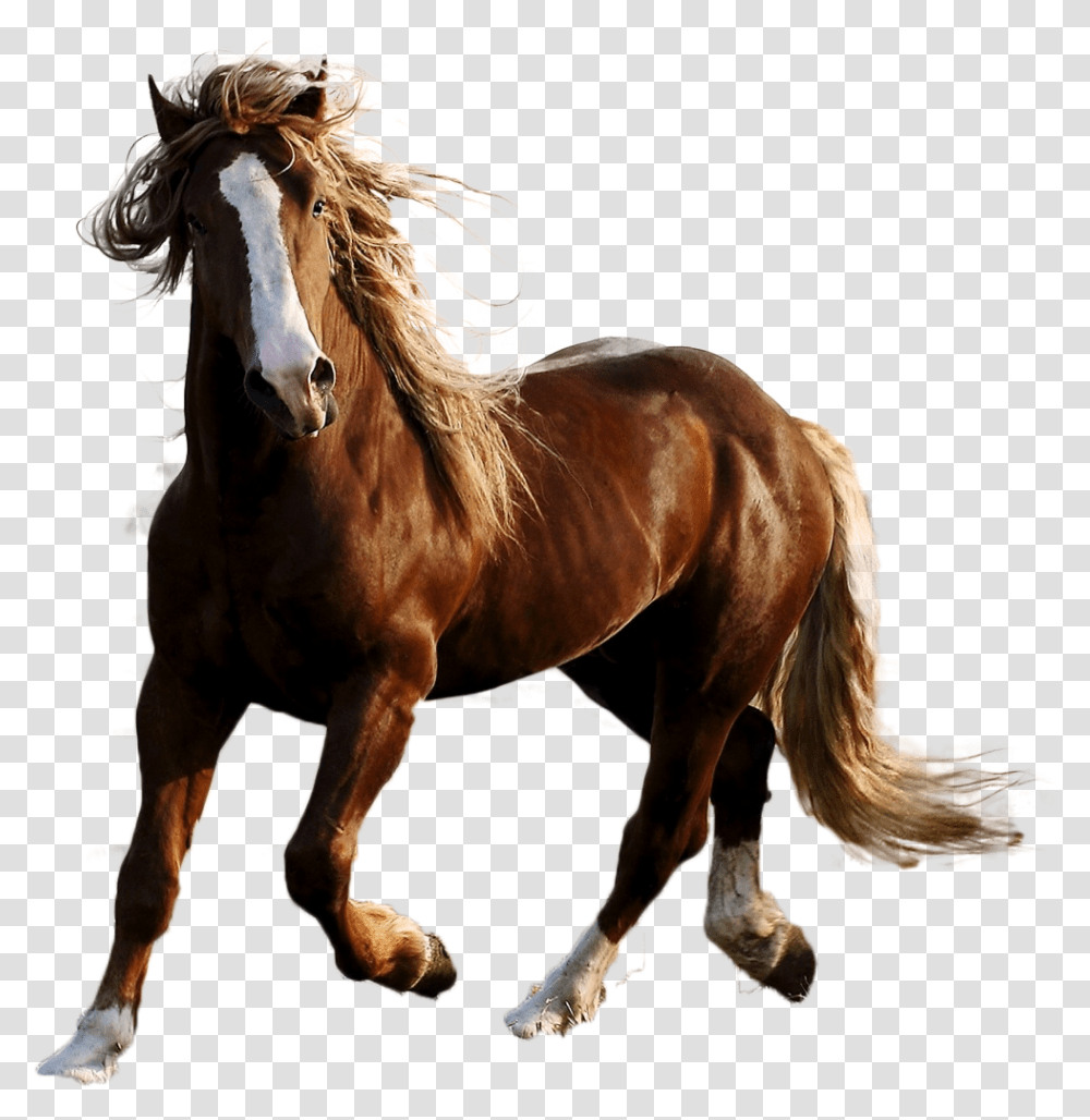 Horse Image Horse In Nature, Mammal, Animal, Stallion, Andalusian Horse Transparent Png
