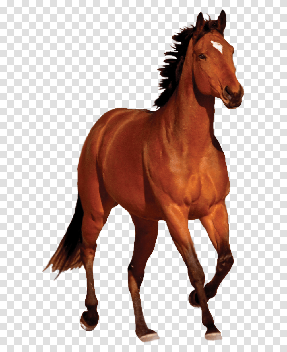 Horse Image Horse, Mammal, Animal, Stallion, Colt Horse Transparent Png