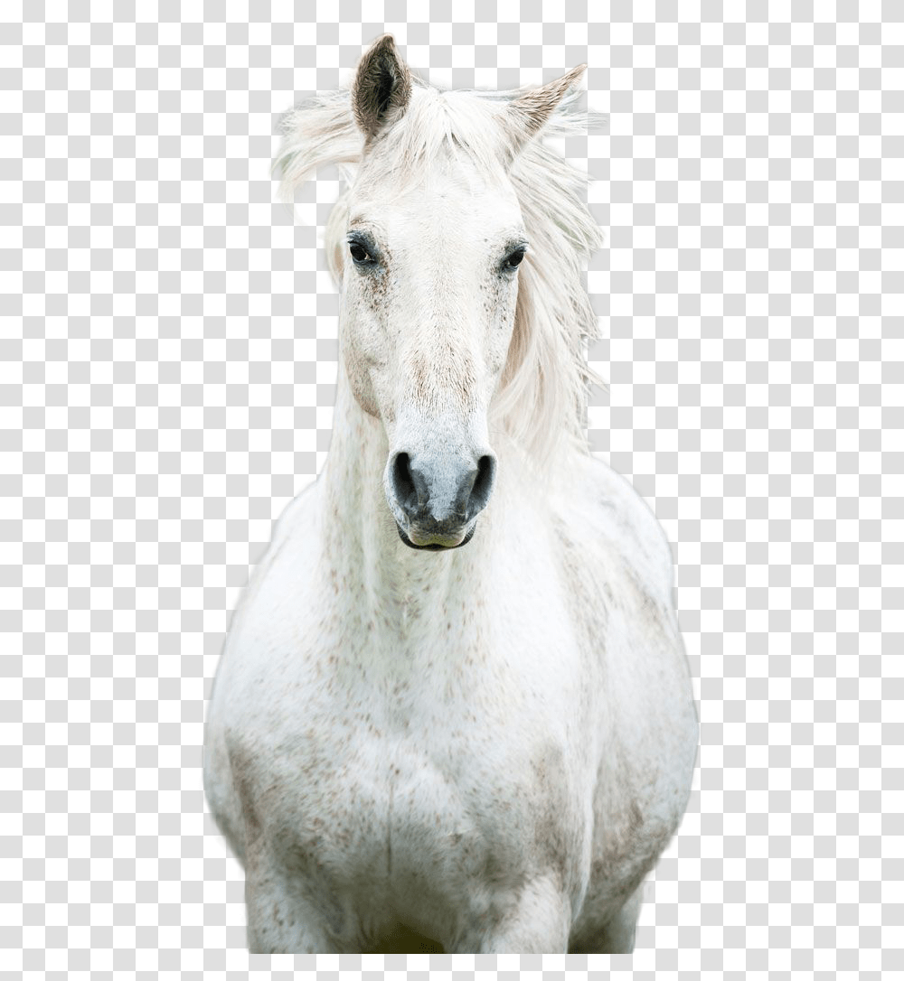 Horse Image Mustang Horse, Mammal, Animal, Foal, Stallion Transparent Png