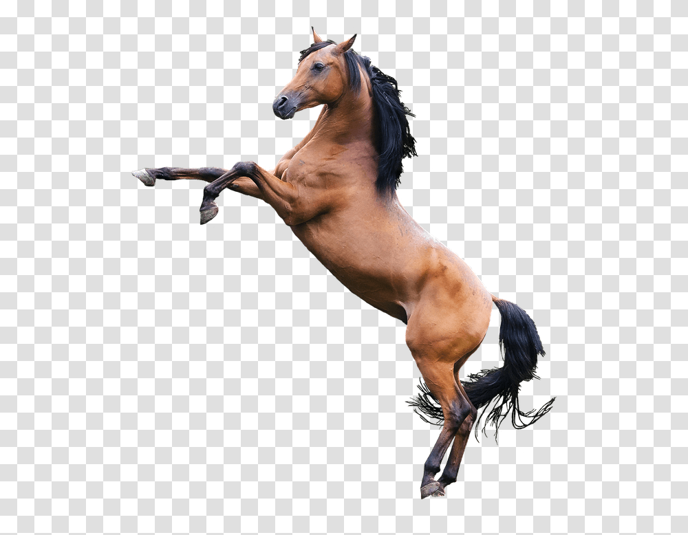 Horse Image Never Or Ever, Mammal, Animal, Person, Human Transparent Png
