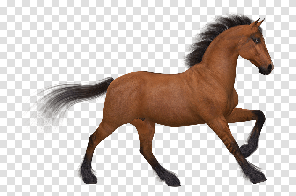 Horse Image Silhouette Of Animals, Mammal, Colt Horse, Foal, Stallion Transparent Png