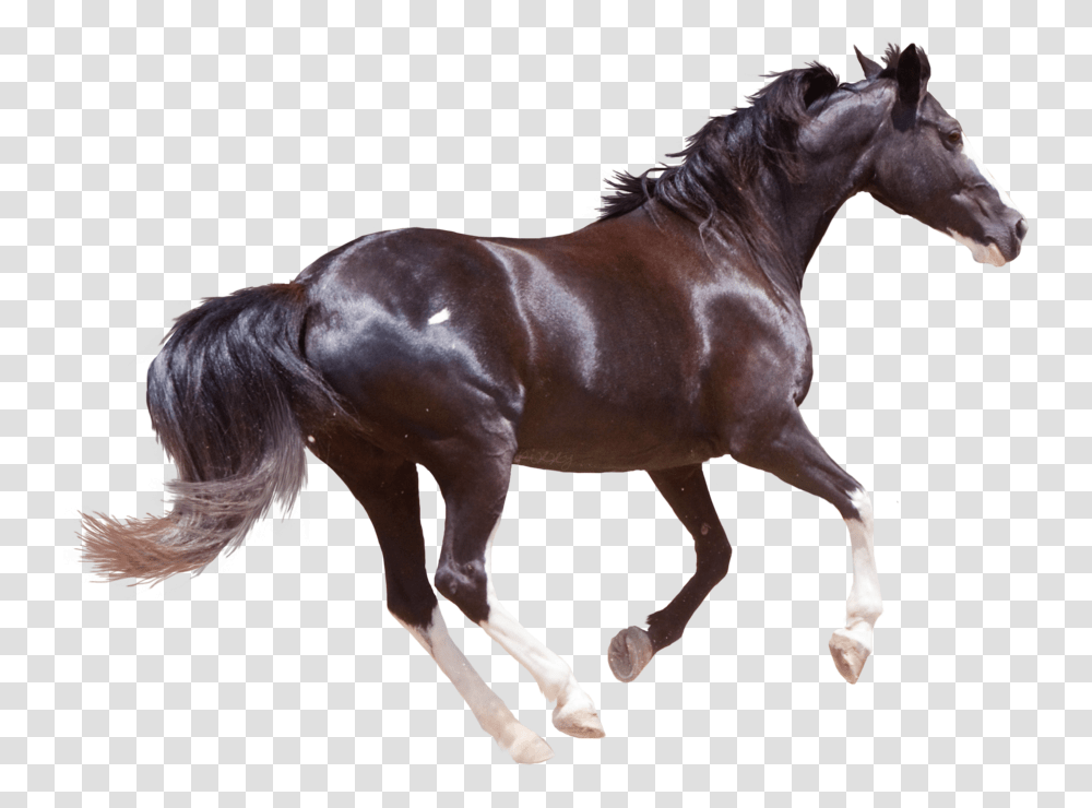 Horse Images Hd, Mammal, Animal, Colt Horse, Stallion Transparent Png