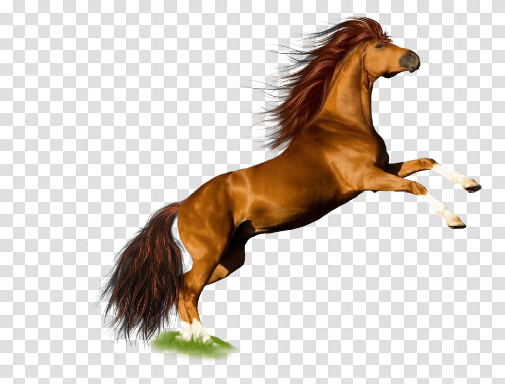 Horse Jump Horse Hd Images White Background, Mammal, Animal, Colt Horse, Stallion Transparent Png