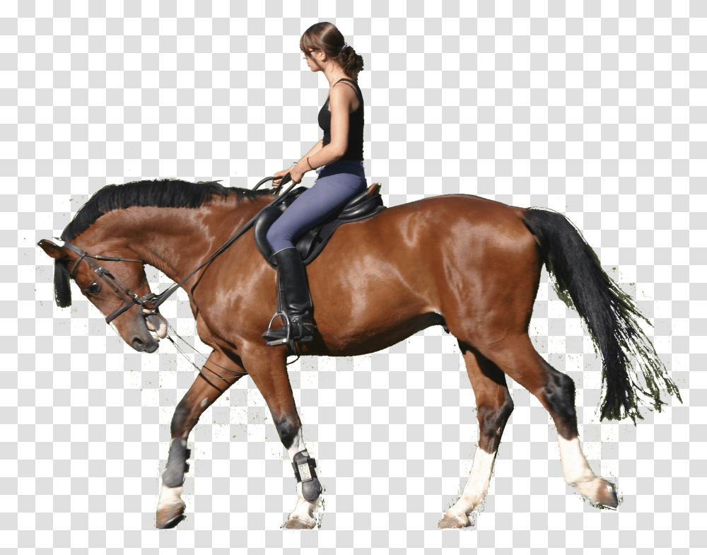 Horse Jumping Clipart Horse Riding, Person, Human, Mammal, Animal Transparent Png